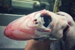 Russian Deep-Sea Fisherman's Discoveries Will Fuel Your Nightmares