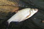 Bream