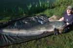 Monster Wels Catfish landed by Hazelmere angler