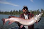 Massive silver pike caught in Canada