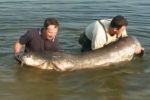 Giant Wels catfish caught in Slovakia