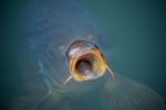 Surface carp fishing