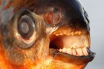 Pacu, 'a testicle-chomping fish' found in the River Seine, Paris