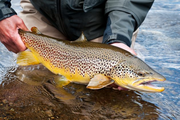 brown trout